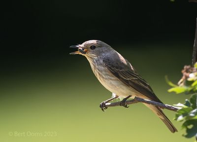 Muscicapa striata - Spotted flycatcher - grauwe vliegenvanger