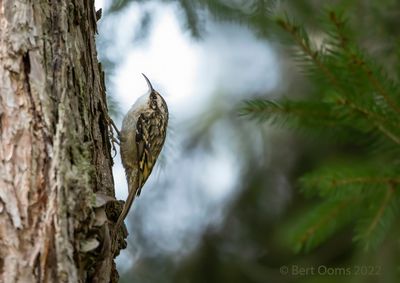 Certhia brachydactyla - Short-toed Treecreeper - Boomkruiper