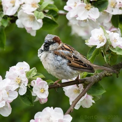 Passer domesticus - House sparrow - Huismus
