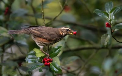 Turdus iliacus - Redwing - Koperwiek