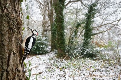 Dendrocopos major - Great Spotted Woodpecker - Grote bonte specht