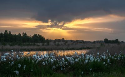 Cottongrass - Veenpluis PSLRT 3958