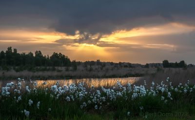 Cottongrass - Veenpluis PSLRT 3958