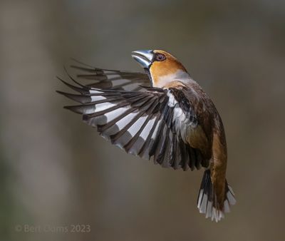 Coccothraustes coccothraustes - Hawfinch - Appelvink