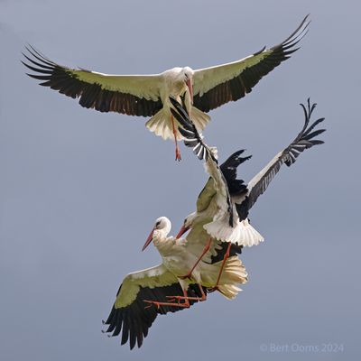 Ciconia ciconia - White stork - Ooievaar
