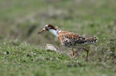 Calidris pugnax - Ruff - Kemphaan