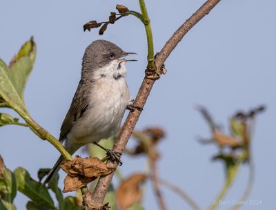 Sylvia curruca - Lesser whitethroat - Braamsluiper