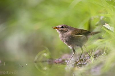 Phylloscopus collybita - common chiffchaff - Tjiftjaf
