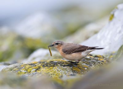 Oenanthe oenanthe - Northern wheatear - Tapuit