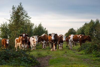 Road block by Red and White cows PSLRT 7482