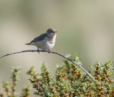 Sylvia borin - Garden Warbler - Tuinfluiter