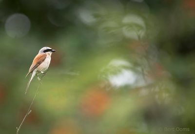 Lanius collurio - Red-backed Shrike - Grauwe klauwier