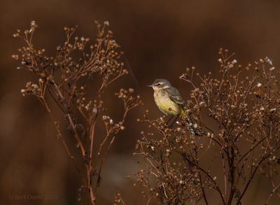 Motacilla flavay - Yellow wagtail - gele kwikstaart