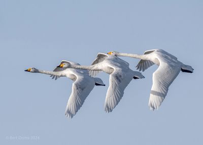 Whooper Swan - Wilde Zwaan