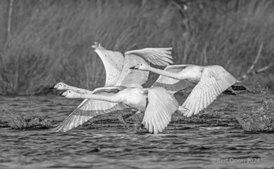 Cygnus cygnus - Whooper Swan - Wilde Zwaan