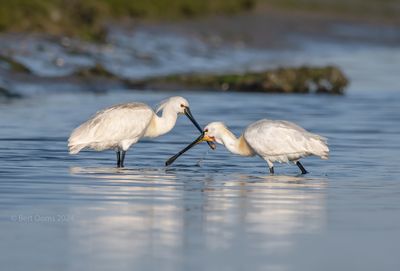 Platalia leucorodia - Eurasian Spoonbill - Lepelaar