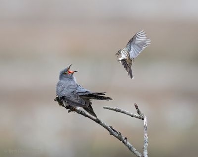 Bourtanger Moor - Bargerveen National Park