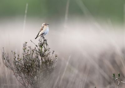Saxicola rubetra - whinchat - paapje
