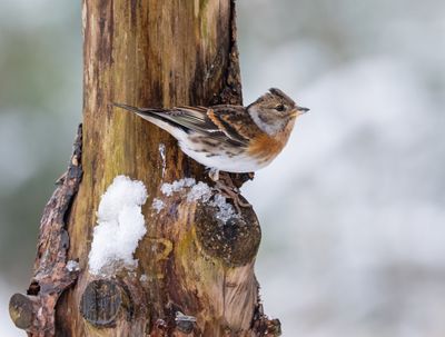 Fringilla montifringill - Brambling - Keep