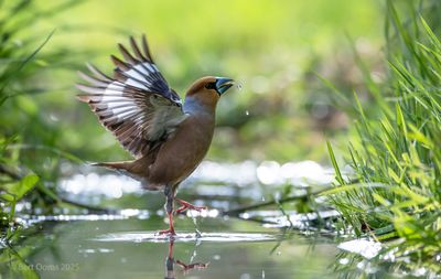 Coccothraustes coccothraustes - Hawfinch - Appelvink