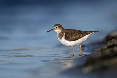 Actitis hypoleucosy - Common sandpiper - Oeverloper