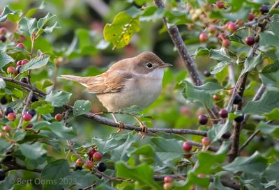 Sylvia communis - Common Whitethroat - Grasmus