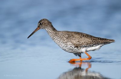 Ameland birds and more