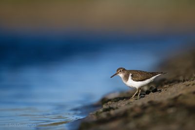 Actitis hypoleucosy - Common sandpiper - Oeverloper