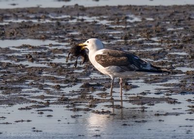Ameland birds and more