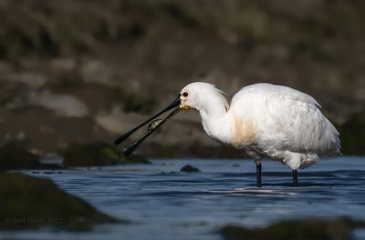 Ameland birds and more
