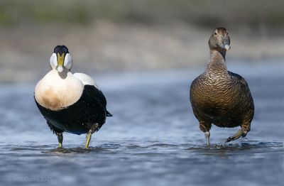 Ameland birds and more