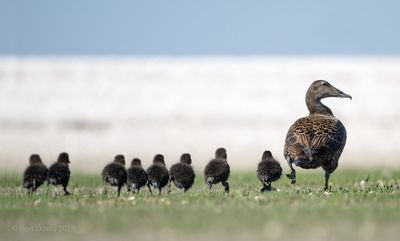 Ameland birds and more