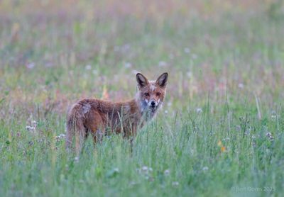 Bourtanger Moor - Bargerveen National Park