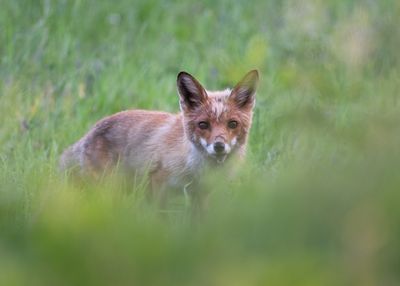 Bourtanger Moor - Bargerveen National Park
