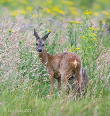 Bourtanger Moor - Bargerveen National Park