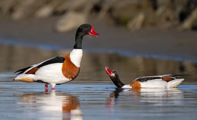 Tadorna tadorna - Common Shelduck - Bergeend