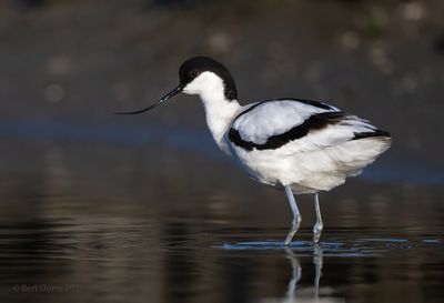 Recurvirostra avosetta - Avocet - Kluut