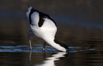 Recurvirostra avosetta - Avocet - Kluut