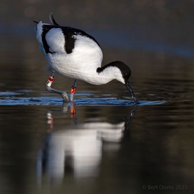 Recurvirostra avosetta - Avocet - Kluut