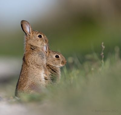 Ameland birds and more