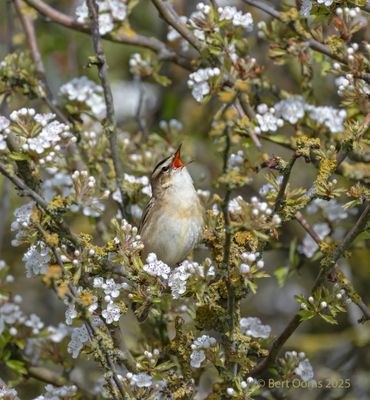 Ameland birds and more