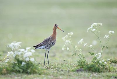 Ameland birds and more