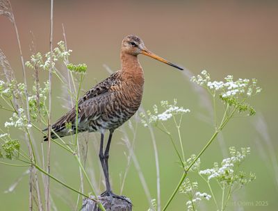 Limosa limosa - Black-tailed godwit - Grutto