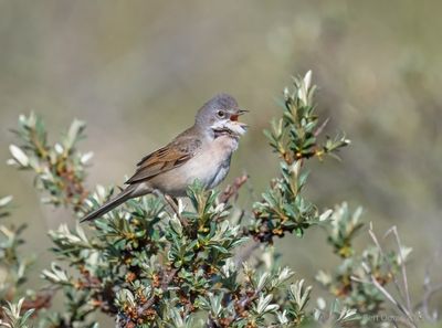 Sylvia communis - Common Whitethroat - Grasmus