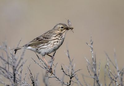 Anthus pratensis - Meadow Pipit - Graspieper