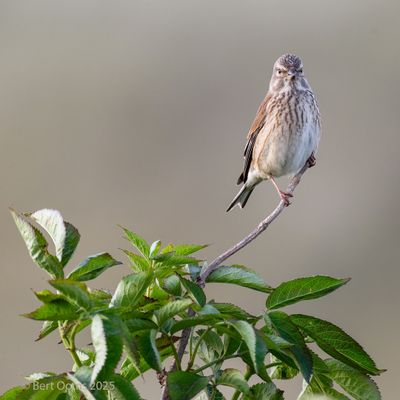 Linaria cannibana - Common Linnet - Kneu