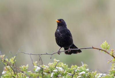 Ameland birds and more