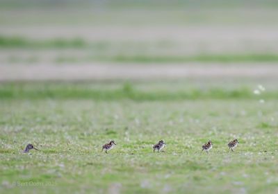 Ameland birds and more