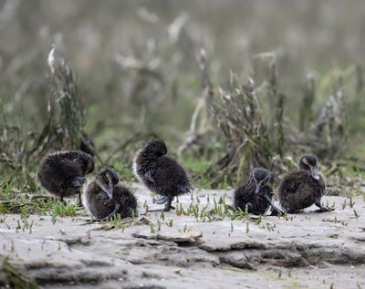 Ameland birds and more