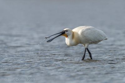 Platalea leucorodia - Eurasian Spoonbill - Lepelaar